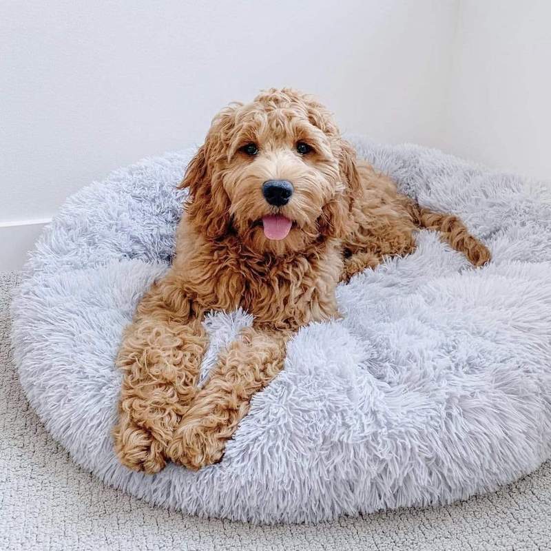 Anti-Anxiety Calming Bed For Dogs - TrenLit