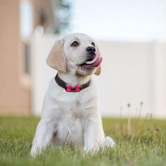 Anti-Bark Collar - TrenLit