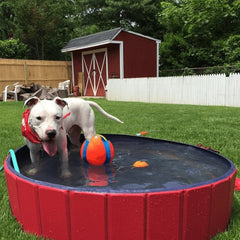 Dog Swimming Pool - TrenLit